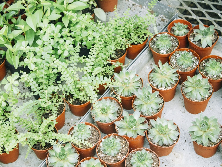 Planter i butikken